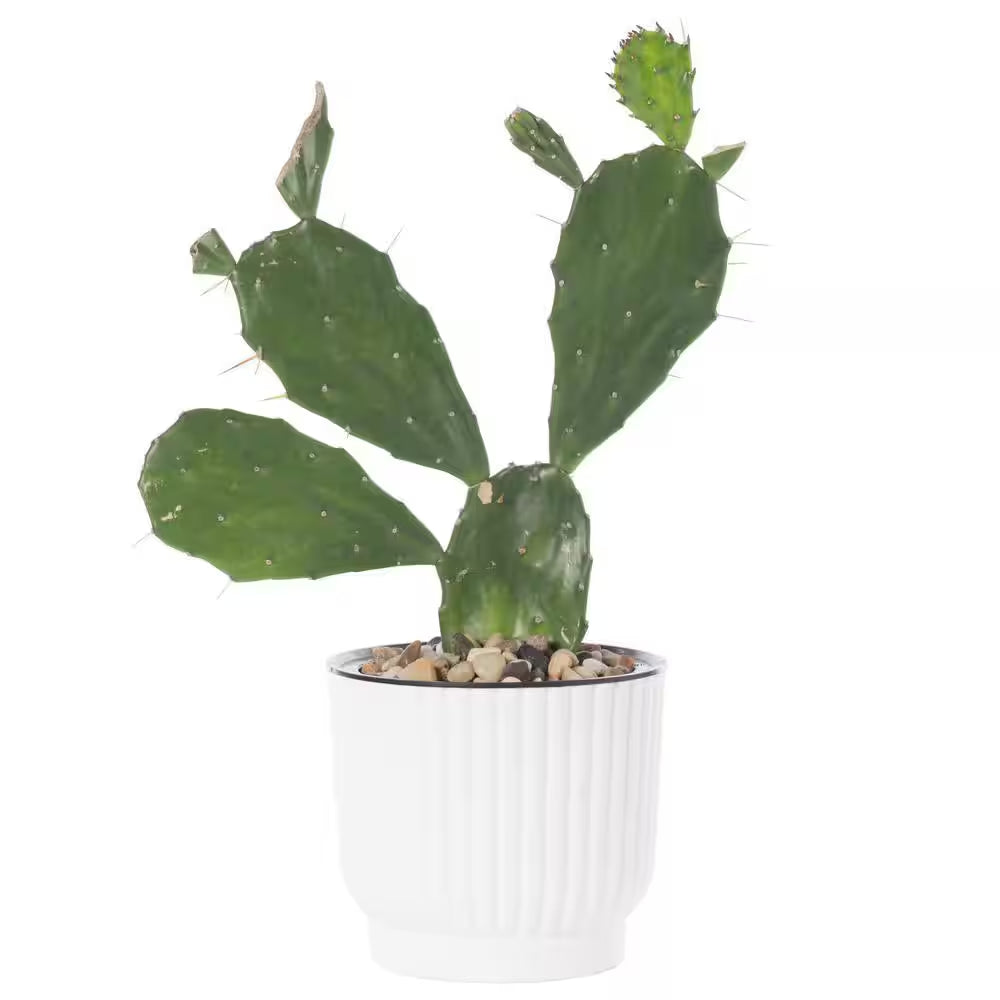 Plastic White Flower Pot Self Watering Planter (6-Pack)