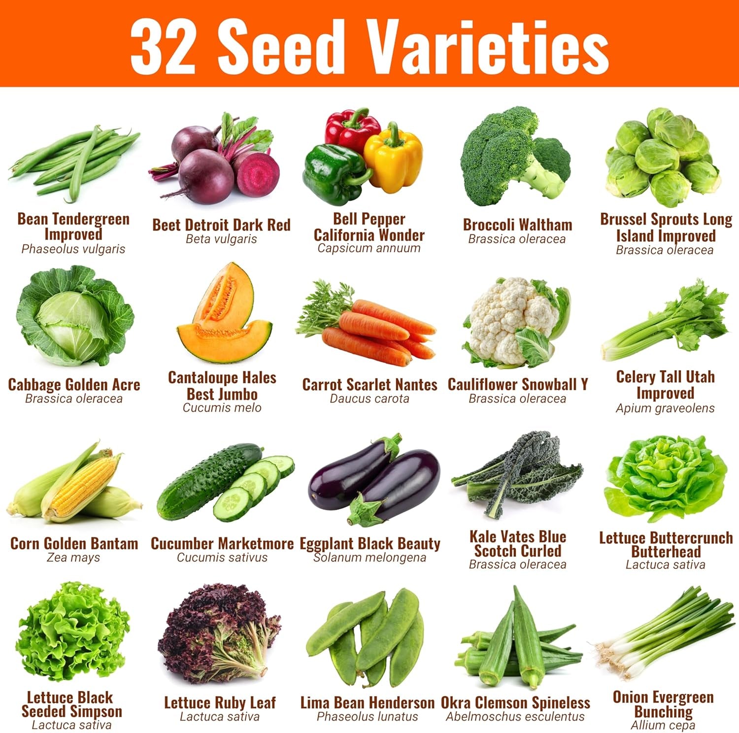 |15,000 Heirloom Seeds | 32 Seed Types | Survival Seeds | 2026 Season | Non GMO Vegetable and Fruit Seeds | Planting Outdoor & Indoor Garden
