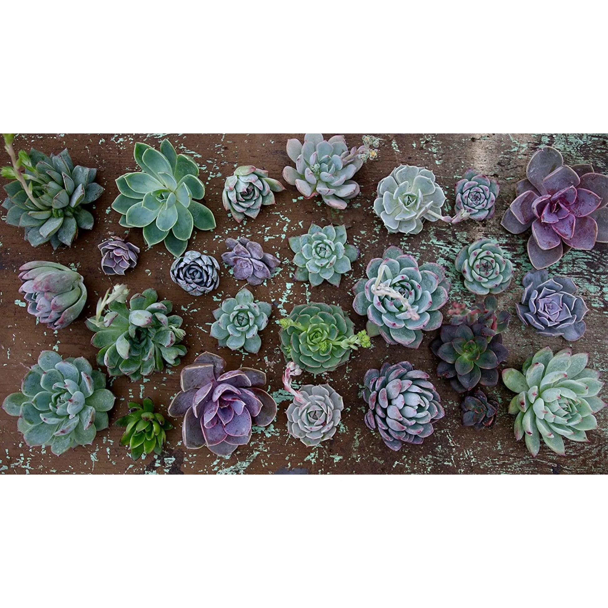 Organic Cactus Potting Soil Mix, Natural & Organic Soil for Cactus, Succulent, Palm, and Citrus Grown in Containers Both Indoors and Outdoors, 8 Qt, Pack of 1