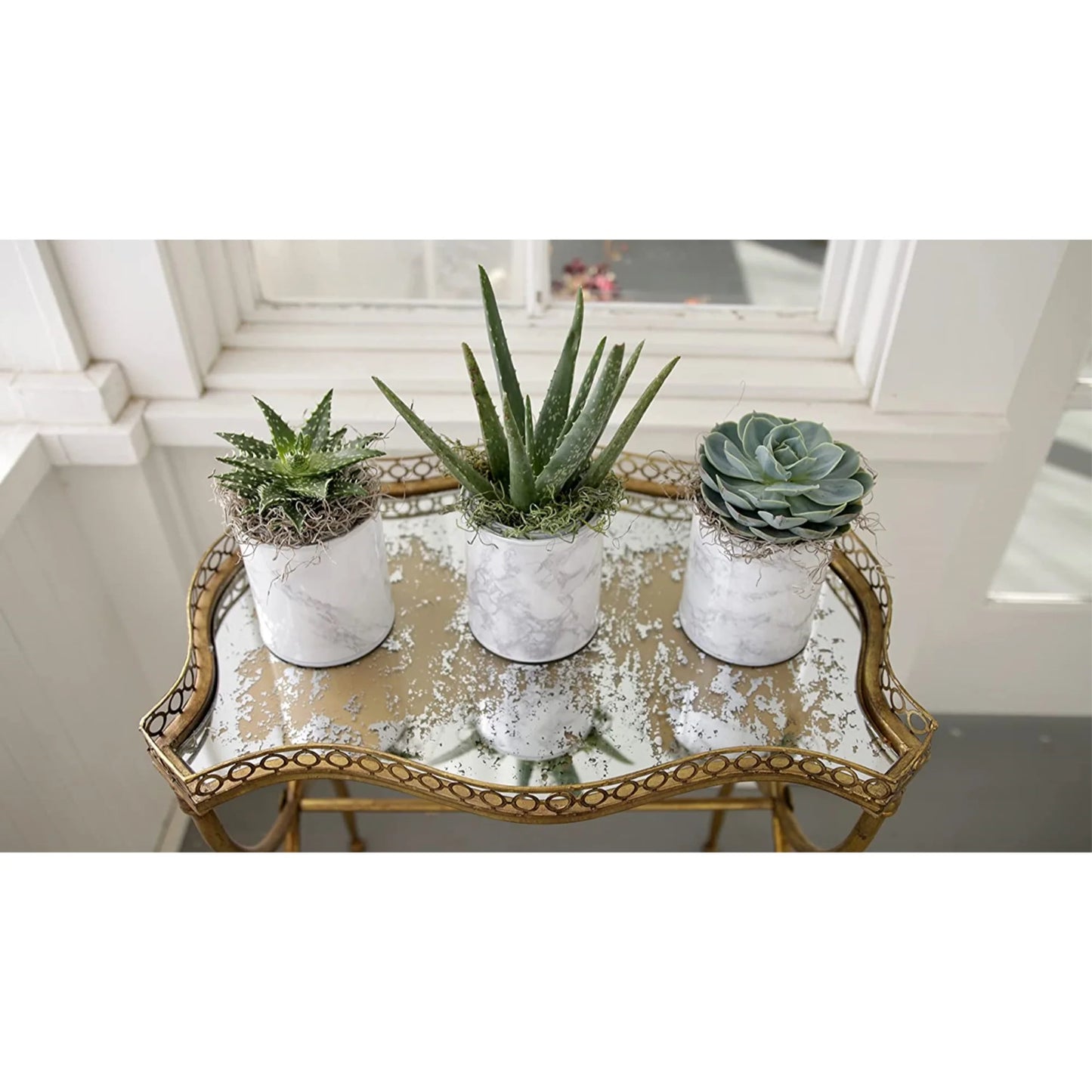 Organic Cactus Potting Soil Mix, Natural & Organic Soil for Cactus, Succulent, Palm, and Citrus Grown in Containers Both Indoors and Outdoors, 8 Qt, Pack of 1
